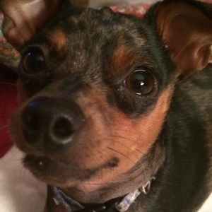 Meet your Posher, Julie